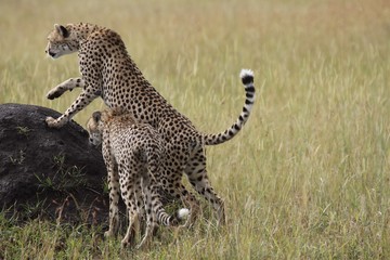 cheetahs prepare to climb on a rock to watch over the plains