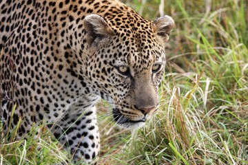 Fototapeta na wymiar close up face of a leopard walking towards camera