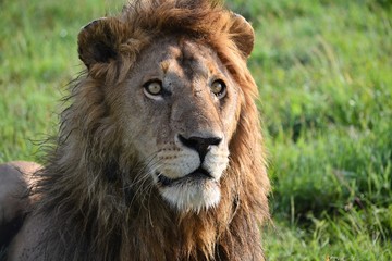 Obraz na płótnie Canvas Close up head of a young male lion