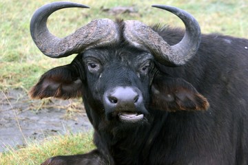 close up of a bull buffalo showing the horns