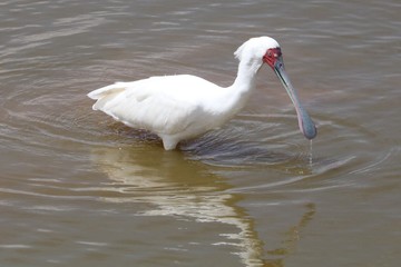  closeup of a spoonbill bird in a pond.