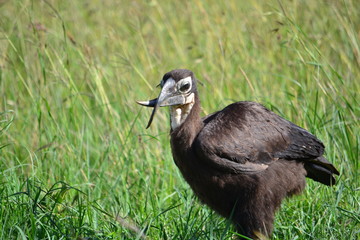 closeup of a ground hornbill with a croocked bill.