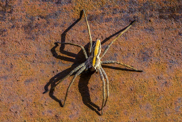 Large spider sits on rusty sheet of metal