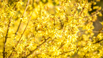 Wiosna, żółte krzaki