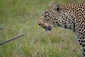 Closeup sideview of a leopard in a grassy plains