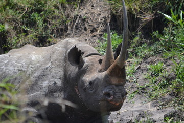 Extreme close up of a black rhinocerous in the wild.