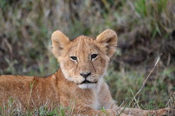 Fototapeta na wymiar Face of a juvenile lion looking at the camera.