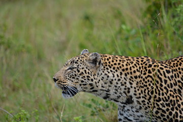 Fototapeta na wymiar Head of a leopard closeup on side view.