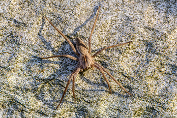 Large spider sits on gray slate sheet