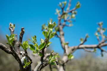 Branch of apple tree with young leaves against blue sky in fruit grove in spring. Close up, selective focus