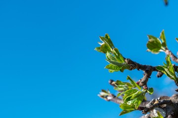 Branch of apple tree with young leaves against blue sky in fruit grove in spring. Close up, selective focus