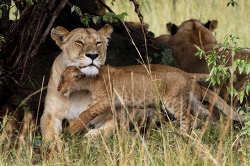 lioness and her cub sitting under a shade in the bush.