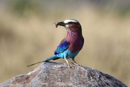 lillac breasted roller with an insect in the beak