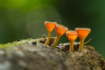 Cup Mushrooms © abdul gapur dayak