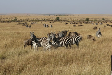 Fototapeta na wymiar Many wildebeests and zebras during migration