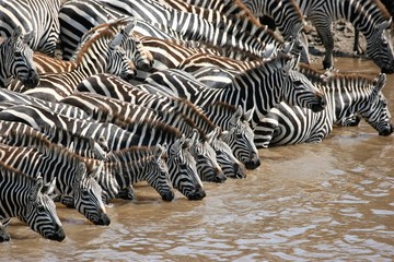 Fototapeta na wymiar Many zebras drinking together in mara river