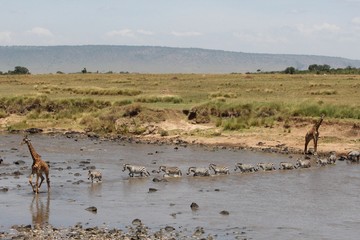 One giraffe leads zebras in crossing mara rover while another brings up the rear.