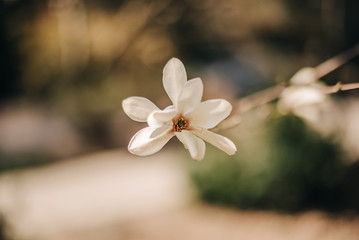 Single White Magnolia Flower Background