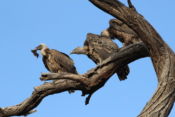  Three vultures sitting up on a tree