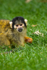 Totenkopfaffe (Saimiri), Totenkopfäffchen