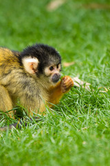 Totenkopfaffe (Saimiri), Totenkopfäffchen