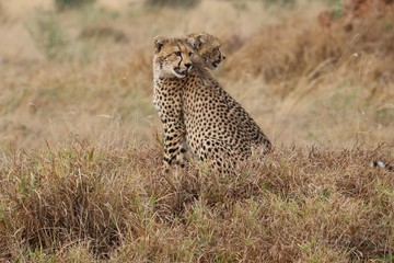 Two Cheetahs sitting close together with heads turned in one direction