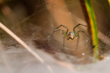 spider on a web