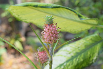 pink flower look like corn. 