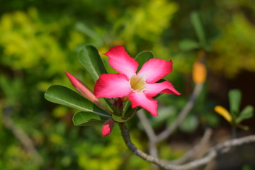 red flowers in garden.