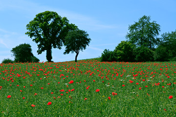 Natural landscape with red flower meadow