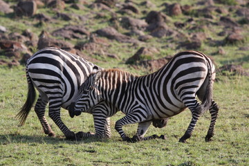 Fototapeta na wymiar Two zebras busy fighting bitting their legs