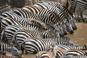 Very many zebras with perfect stripes drinking in a river