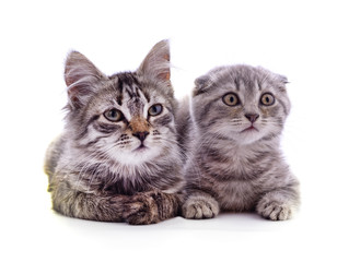 Fototapeta premium Two beautiful cats.