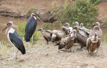  vultures and marabou stocks waiting for wildebeests to die.