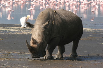  White rhino facing camera with flamingos in the bacground