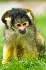 Totenkopfaffe (Saimiri), Totenkopfäffchen