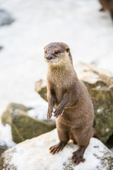 European otter, or Lutra lutra, standing on the rocks in the snow 