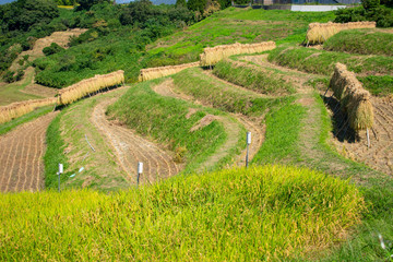 千早赤阪村の棚田