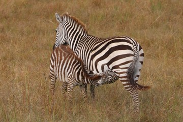 Fototapeta na wymiar zebra baby nursing in the bush.