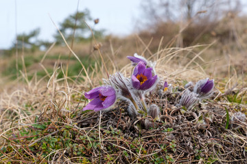 Zwei Pulsatilla-Blumen im Frühling im Gras, Küchenschelle / Kuhschelle (lat.: Pulsatilla)