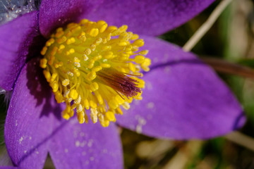 Makro einer Blüte von Küchenschelle (lat.: Pulsatilla) im Frühling