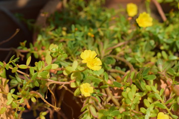 yellow spring flowers