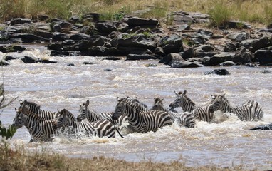 Naklejka na ściany i meble zebras and wildebeests crossing mara river.