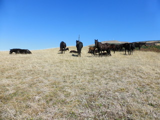 A herd of horses resting on the hillside