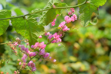 pink flowers in the garden