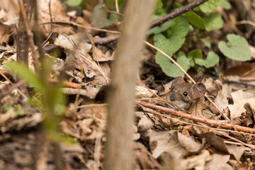 Waldmaus (Apodemus sylvaticus) schaut aus dem Laub im Tegeler Forst in Berlin 