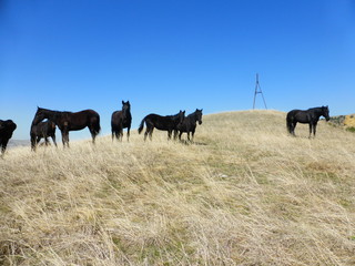 A herd of horses resting on the hillside