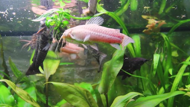 Feeding time hoplosternum thoracatum in aquarium with a variety of aquatic plants and fish inside, catfish cleaner. H.264 video codec