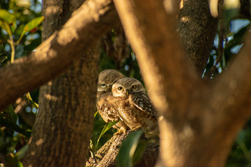 Spotted Owlet