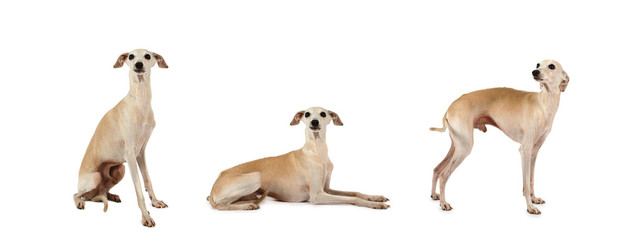Collage set of three Italian Greyhound dogs posing in the studio